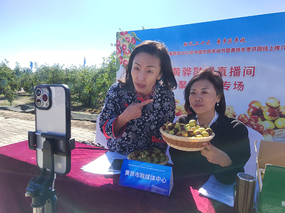 河北黃驊 古貢棗園話豐收，特色農業促振興